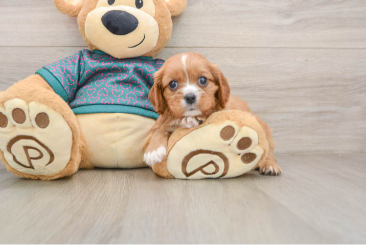Cavalier King Charles Spaniel Puppy for Adoption