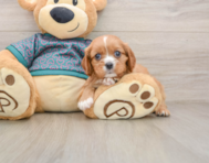 5 week old Cavalier King Charles Spaniel Puppy For Sale - Florida Fur Babies