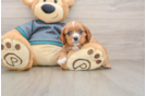 Cavalier King Charles Spaniel Puppy for Adoption