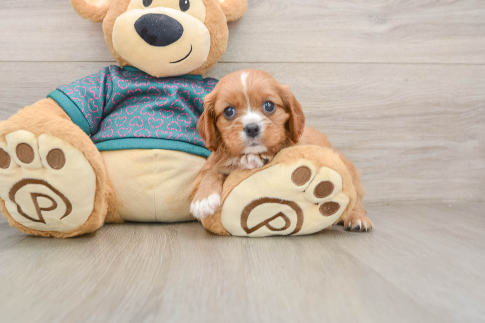 Cavalier King Charles Spaniel Puppy for Adoption