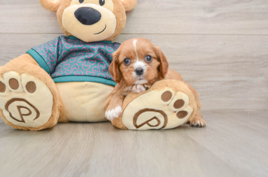 Cavalier King Charles Spaniel Puppy for Adoption