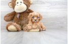 Meet Quinn - our Cavalier King Charles Spaniel Puppy Photo 2/3 - Florida Fur Babies
