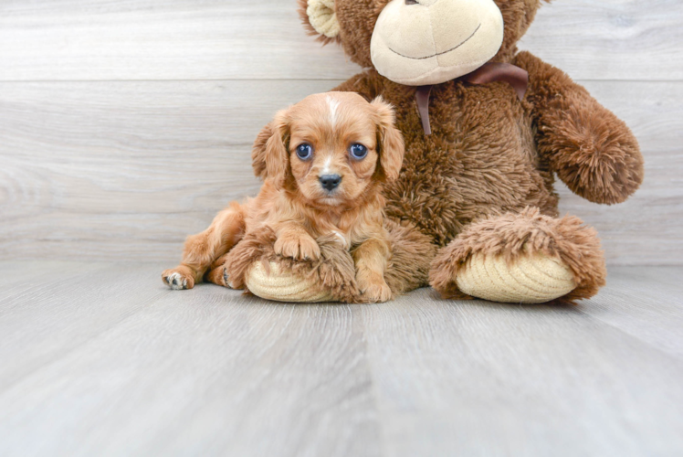 Meet Quinn - our Cavalier King Charles Spaniel Puppy Photo 1/3 - Florida Fur Babies