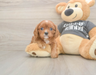 5 week old Cavalier King Charles Spaniel Puppy For Sale - Florida Fur Babies