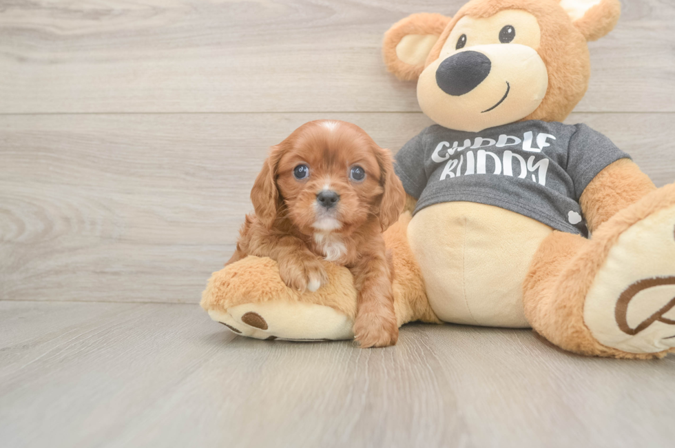 5 week old Cavalier King Charles Spaniel Puppy For Sale - Florida Fur Babies