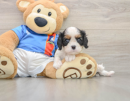 5 week old Cavalier King Charles Spaniel Puppy For Sale - Florida Fur Babies