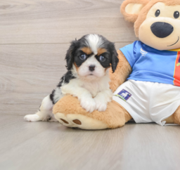 5 week old Cavalier King Charles Spaniel Puppy For Sale - Florida Fur Babies