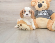7 week old Cavalier King Charles Spaniel Puppy For Sale - Florida Fur Babies