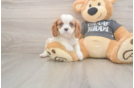 Sweet Cavalier Purebred Puppy
