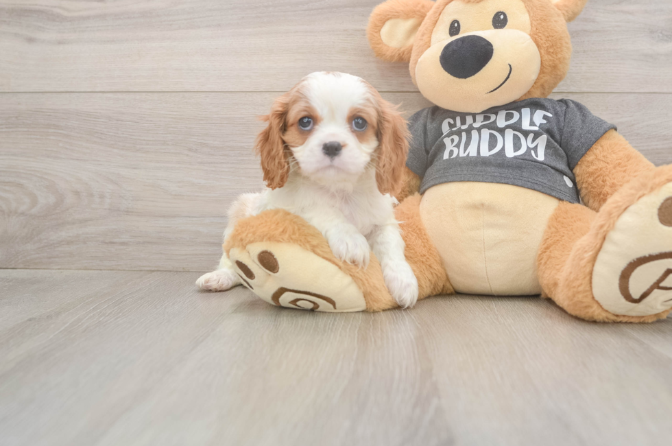 7 week old Cavalier King Charles Spaniel Puppy For Sale - Florida Fur Babies
