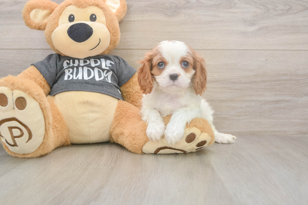 Petite Cavalier Purebred Puppy