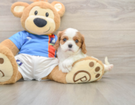 5 week old Cavalier King Charles Spaniel Puppy For Sale - Florida Fur Babies