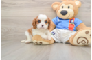 Cavalier King Charles Spaniel Puppy for Adoption