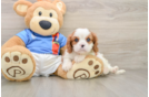 Hypoallergenic Cavalier King Charles Spaniel Baby