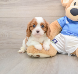 5 week old Cavalier King Charles Spaniel Puppy For Sale - Florida Fur Babies
