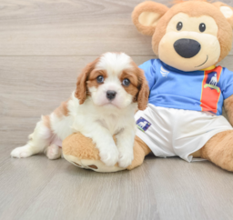 5 week old Cavalier King Charles Spaniel Puppy For Sale - Florida Fur Babies