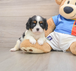 5 week old Cavalier King Charles Spaniel Puppy For Sale - Florida Fur Babies