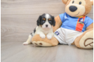 Cavalier King Charles Spaniel Puppy for Adoption
