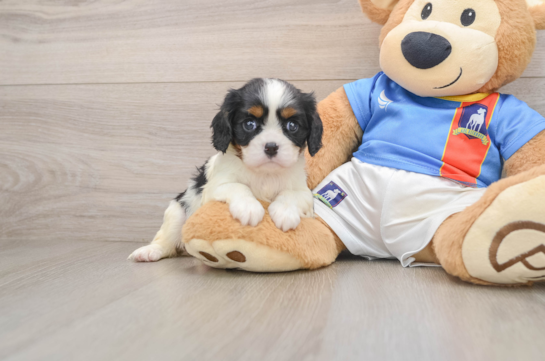 Cavalier King Charles Spaniel Puppy for Adoption