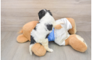 Cavalier King Charles Spaniel Puppy for Adoption