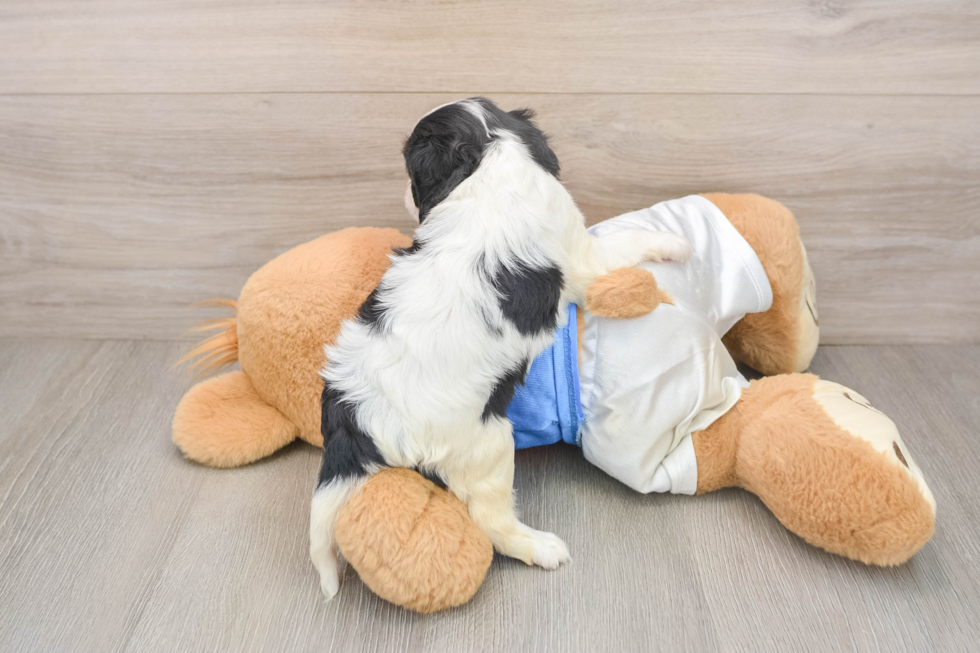 Cavalier King Charles Spaniel Puppy for Adoption