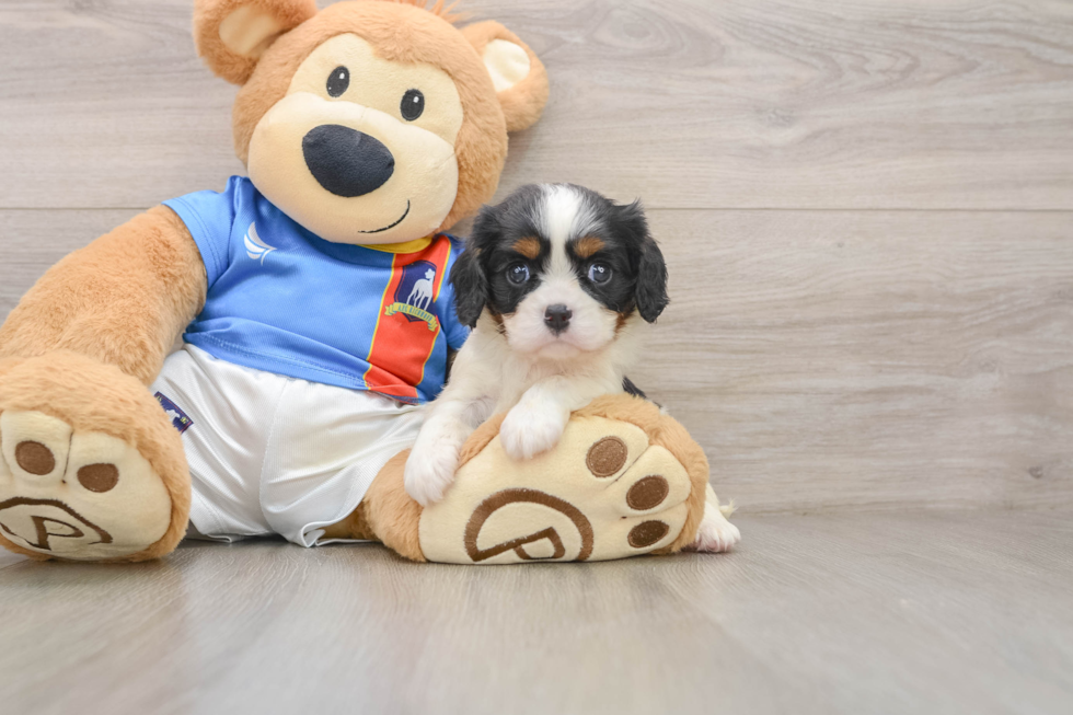Cavalier King Charles Spaniel Pup Being Cute