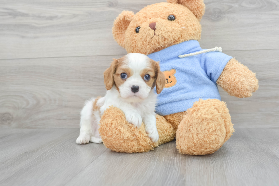 Cavalier King Charles Spaniel Pup Being Cute