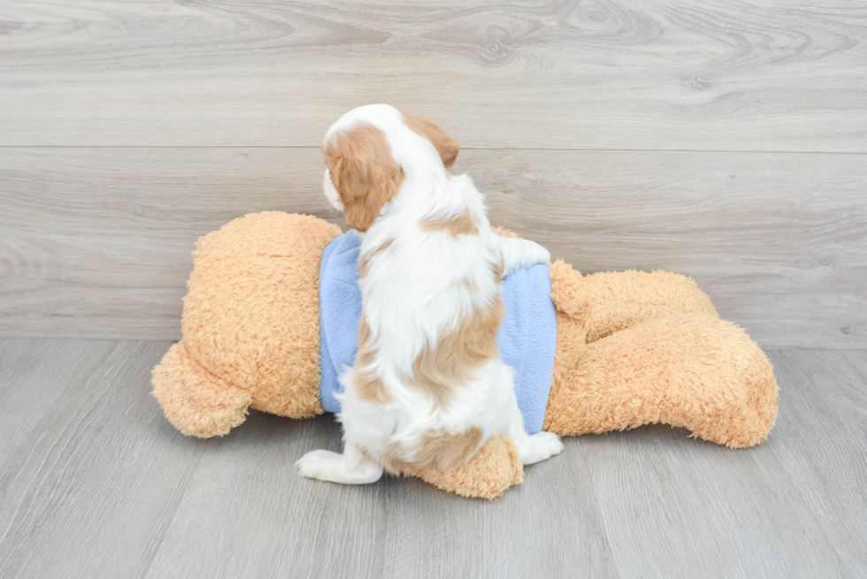 Best Cavalier King Charles Spaniel Baby