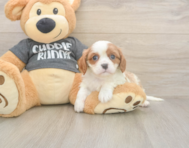 5 week old Cavalier King Charles Spaniel Puppy For Sale - Florida Fur Babies