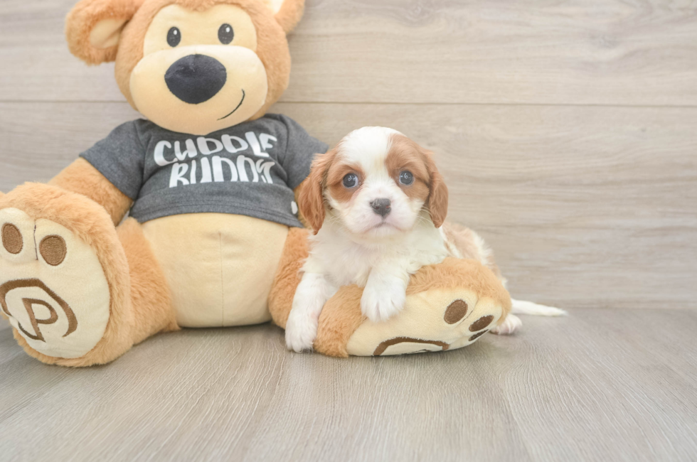 5 week old Cavalier King Charles Spaniel Puppy For Sale - Florida Fur Babies