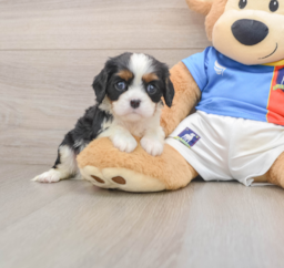 5 week old Cavalier King Charles Spaniel Puppy For Sale - Florida Fur Babies
