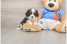 Cavalier King Charles Spaniel Pup Being Cute