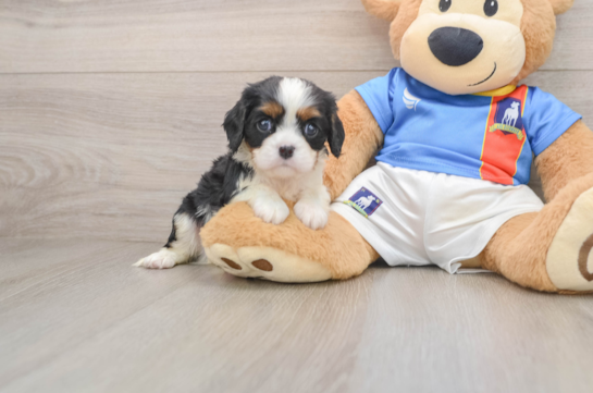 Cavalier King Charles Spaniel Pup Being Cute