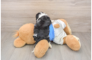 Cavalier King Charles Spaniel Pup Being Cute