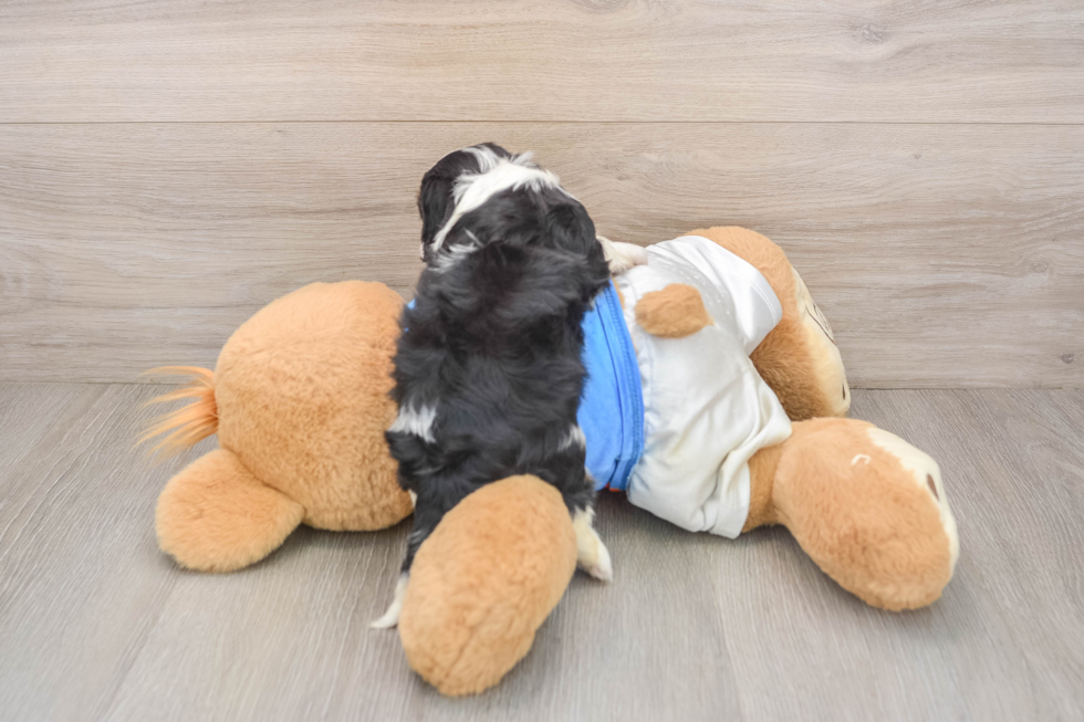 Cavalier King Charles Spaniel Pup Being Cute