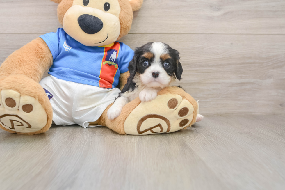 Cavalier King Charles Spaniel Puppy for Adoption
