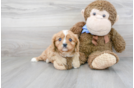 Meet Titus - our Cavalier King Charles Spaniel Puppy Photo 1/3 - Florida Fur Babies