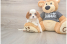 Cavalier King Charles Spaniel Pup Being Cute