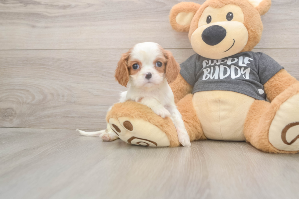 Cavalier King Charles Spaniel Pup Being Cute