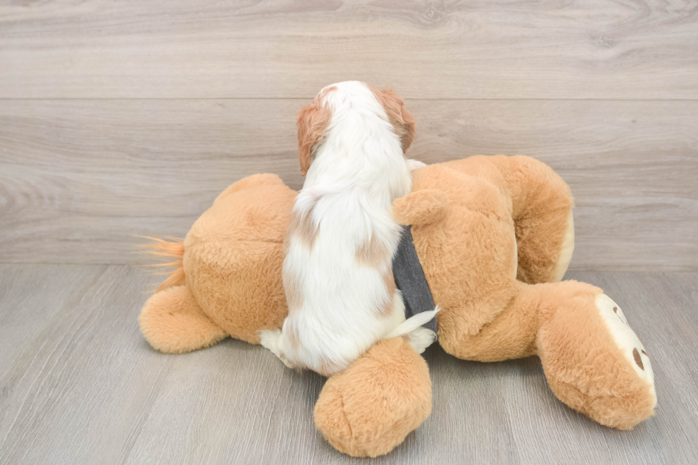 Best Cavalier King Charles Spaniel Baby