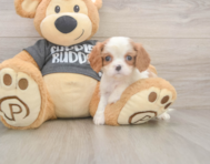 7 week old Cavalier King Charles Spaniel Puppy For Sale - Florida Fur Babies