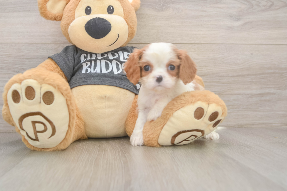 7 week old Cavalier King Charles Spaniel Puppy For Sale - Florida Fur Babies