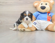 5 week old Cavalier King Charles Spaniel Puppy For Sale - Florida Fur Babies