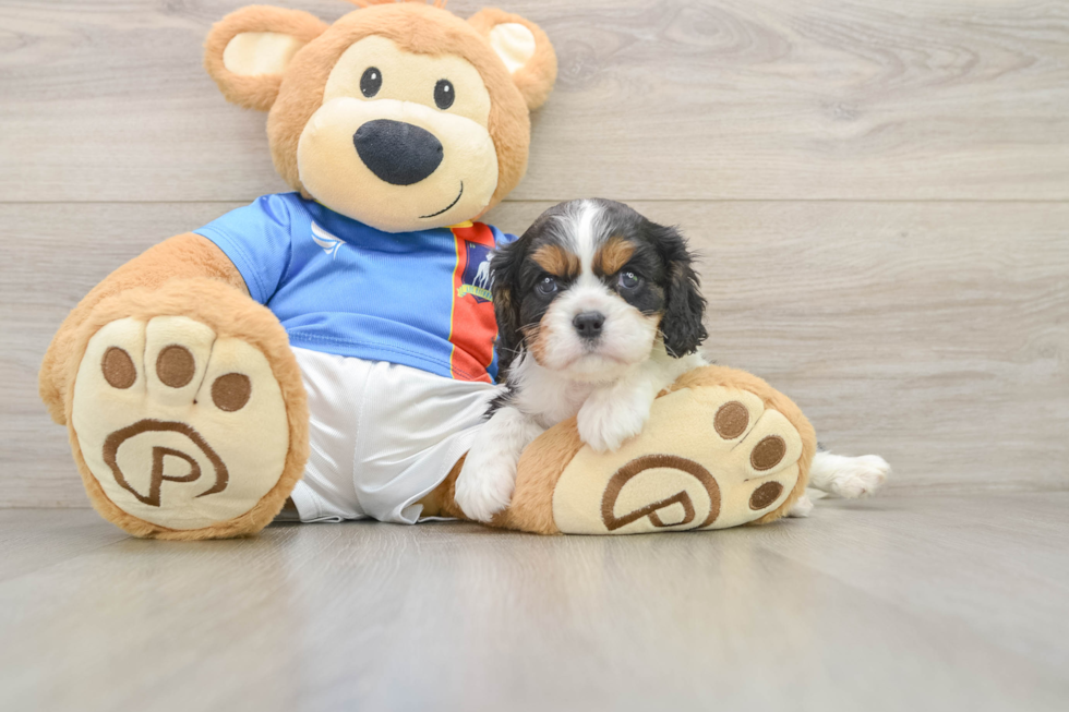 Playful Cavalier King Charles Spaniel Purebred Pup