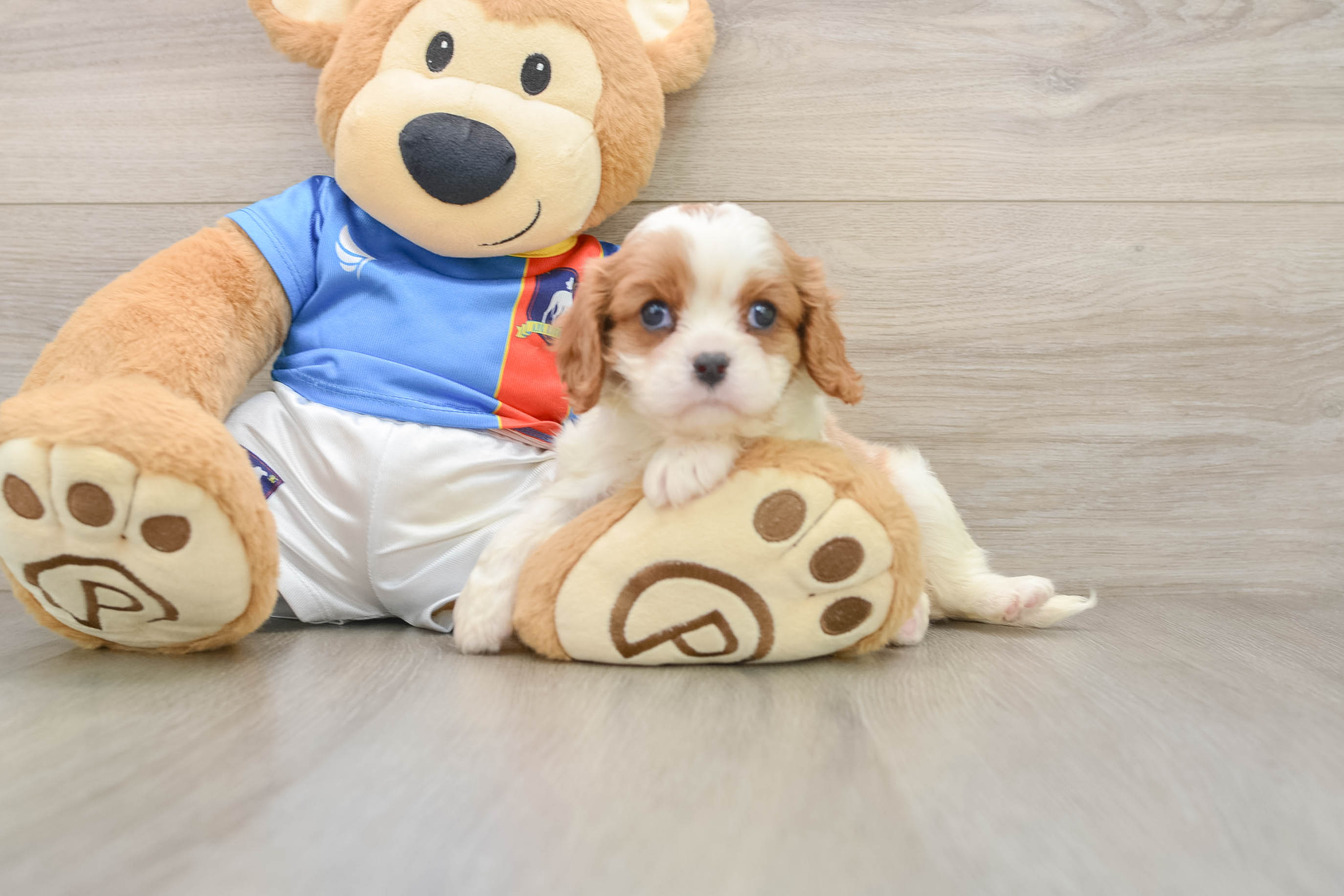 Smart Cavalier Purebred Puppy