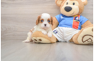 Funny Cavalier King Charles Spaniel Baby