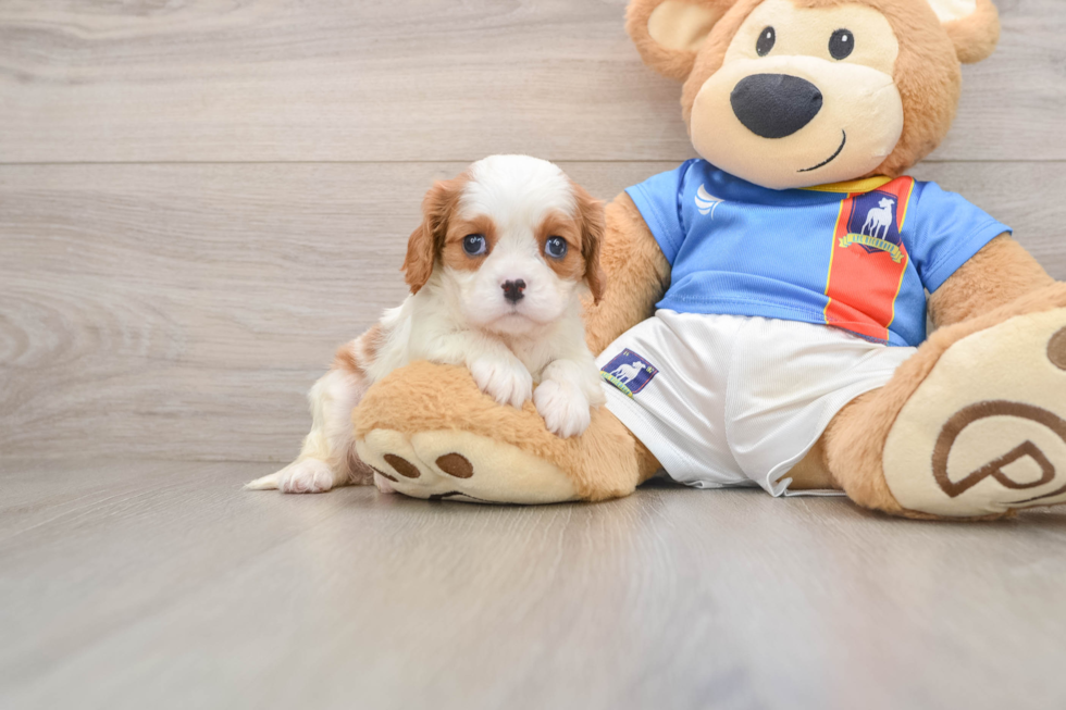 Funny Cavalier King Charles Spaniel Baby