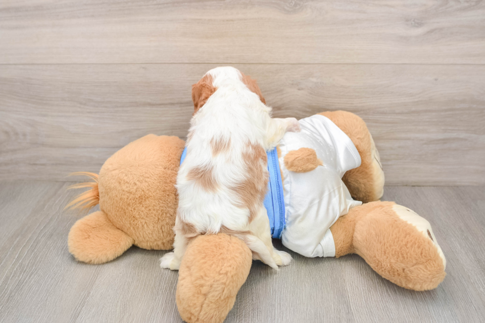 Cavalier King Charles Spaniel Puppy for Adoption