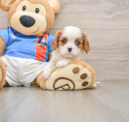 5 week old Cavalier King Charles Spaniel Puppy For Sale - Florida Fur Babies