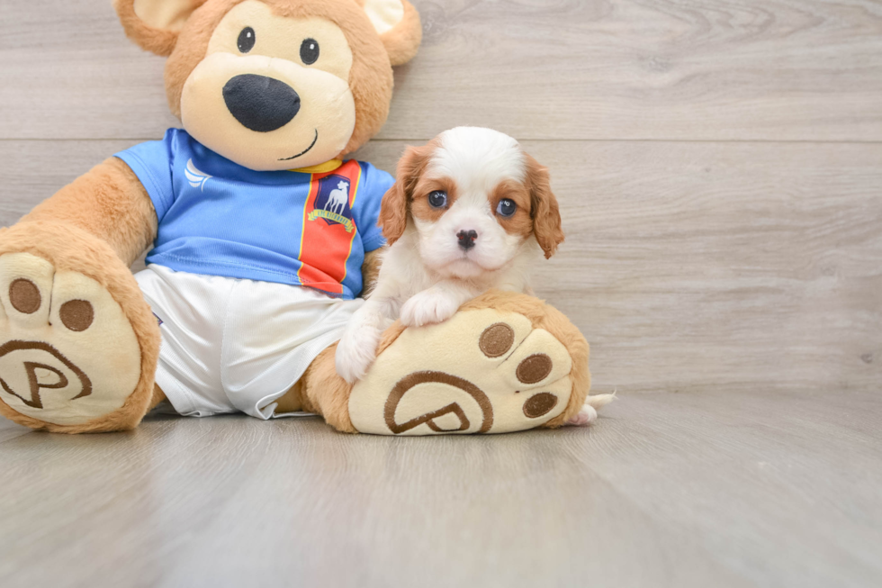Cavalier King Charles Spaniel Pup Being Cute